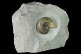 Jurassic Ammonite (Asteroceras) Fossil - Dorset, England #171301-3